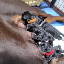 ♀︎ドーベルマン