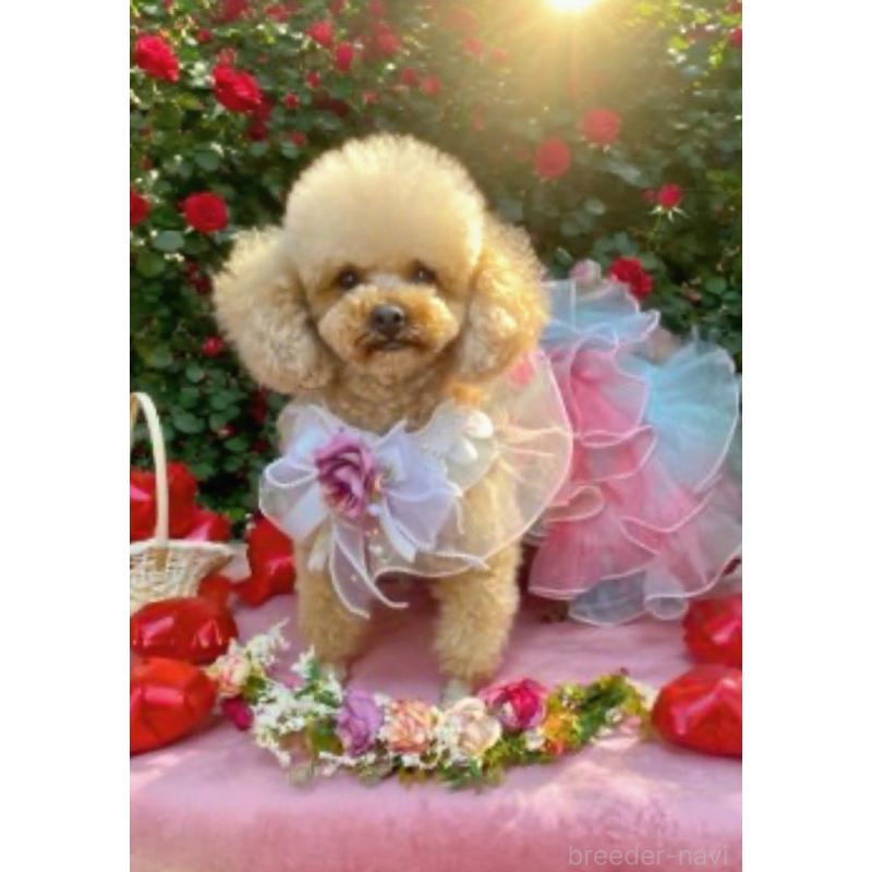 マヒナちゃん3枚目