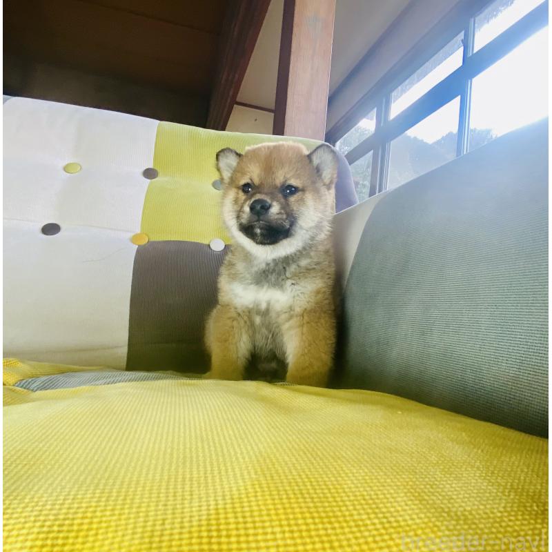 成約済の静岡県の豆柴-445066の5枚目