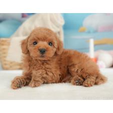 ♀︎トイプードル