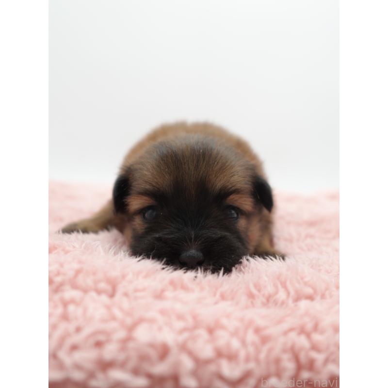 販売中の群馬県のミックス犬-443527の5枚目