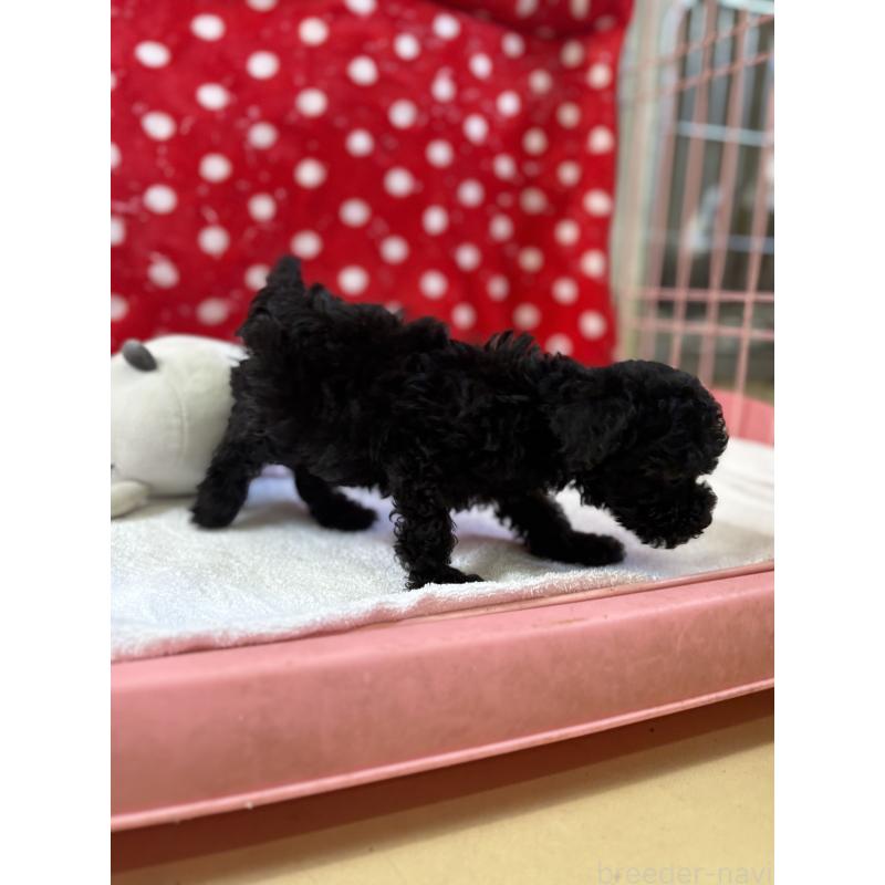 販売中の静岡県のトイプードル-442527の18枚目