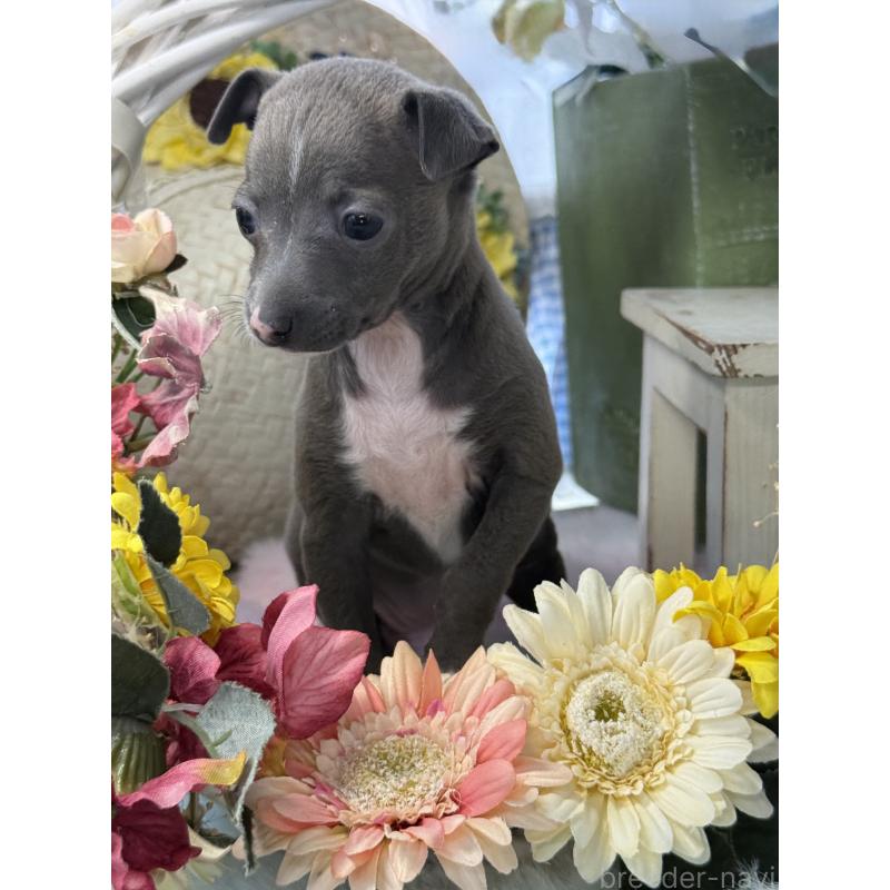 成約済の宮崎県のイタリアングレーハウンド(イタグレ)-442638の21枚目