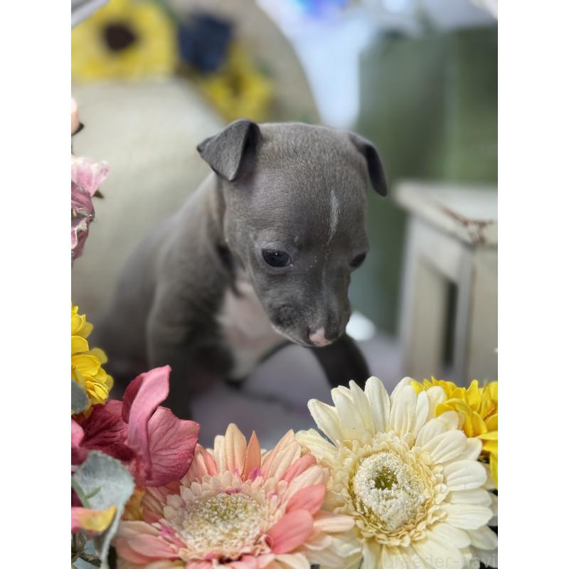 成約済の宮崎県のイタリアングレーハウンド(イタグレ)-442638の20枚目