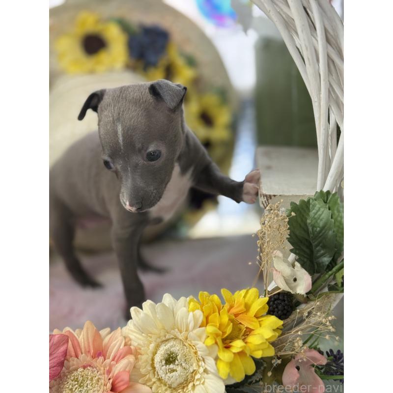 成約済の宮崎県のイタリアングレーハウンド(イタグレ)-442638の19枚目