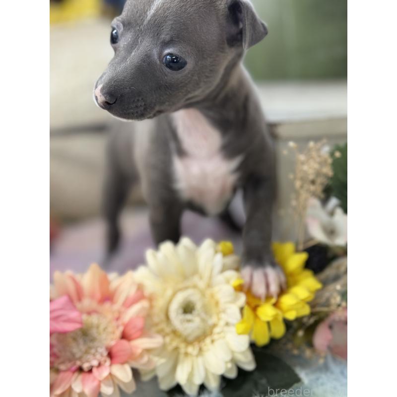 成約済の宮崎県のイタリアングレーハウンド(イタグレ)-442638の18枚目