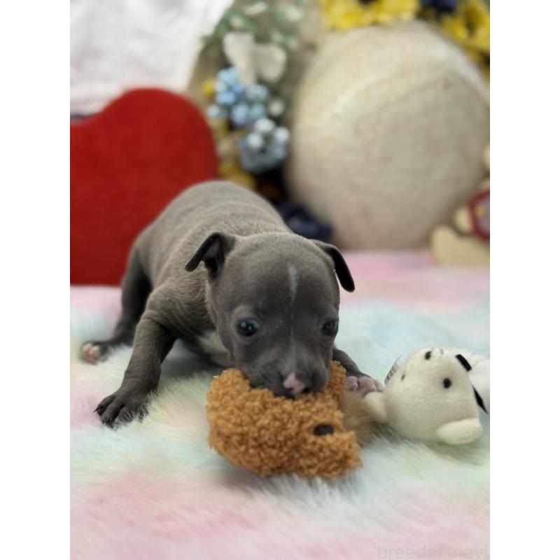 成約済の宮崎県のイタリアングレーハウンド(イタグレ)-442638の15枚目