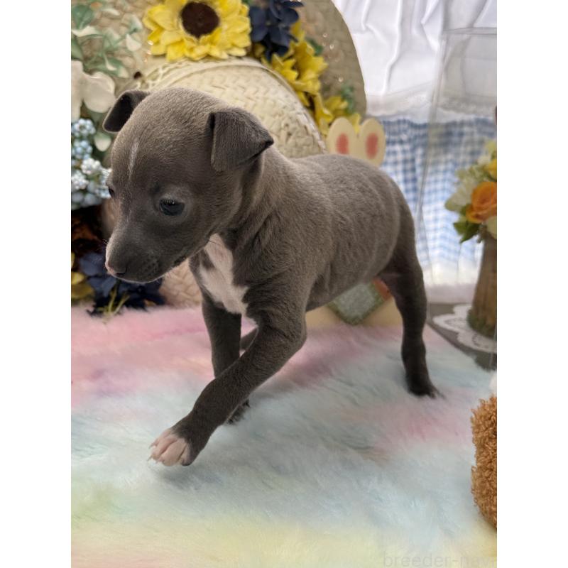 成約済の宮崎県のイタリアングレーハウンド(イタグレ)-442638の14枚目