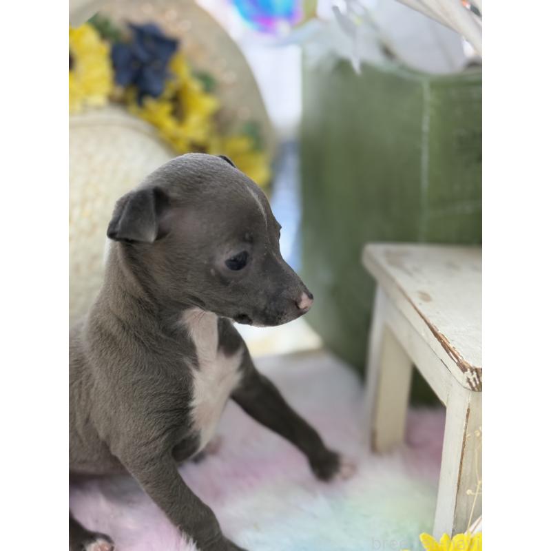 成約済の宮崎県のイタリアングレーハウンド(イタグレ)-442638の13枚目