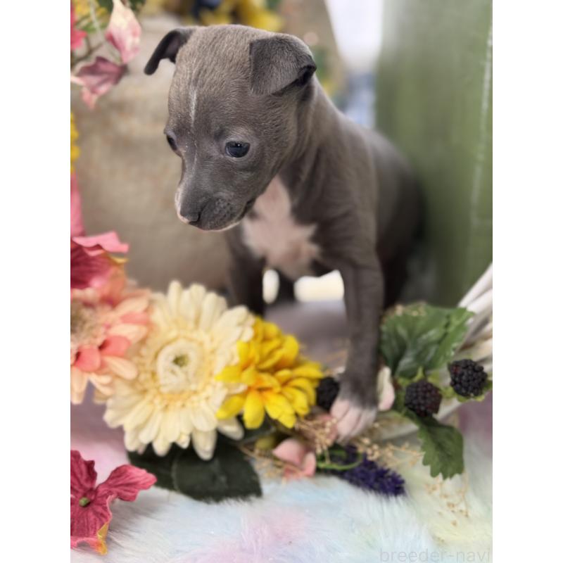 成約済の宮崎県のイタリアングレーハウンド(イタグレ)-442638の12枚目