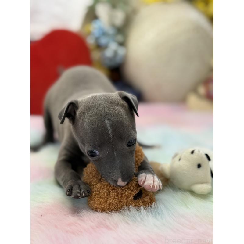 成約済の宮崎県のイタリアングレーハウンド(イタグレ)-442638の11枚目