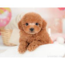 ♀︎タイニープードル