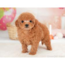 ♀︎タイニープードル