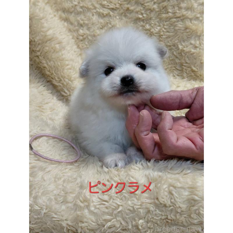 成約済の千葉県の日本スピッツ-445193の8枚目