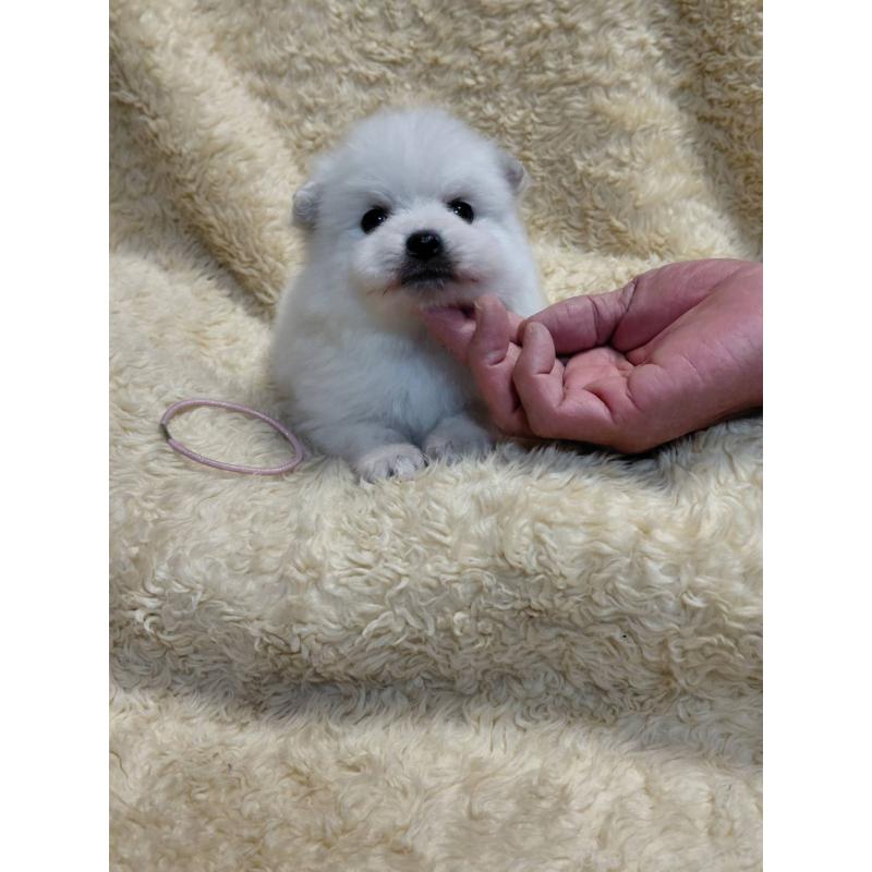 成約済の千葉県の日本スピッツ-445193の7枚目