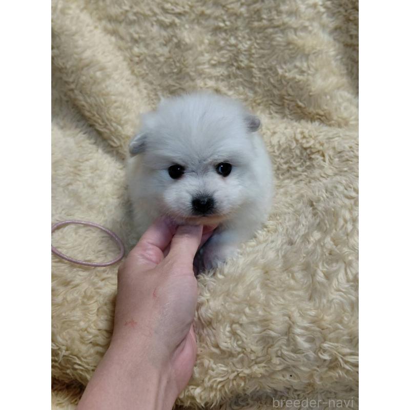 成約済の千葉県の日本スピッツ-445193の6枚目