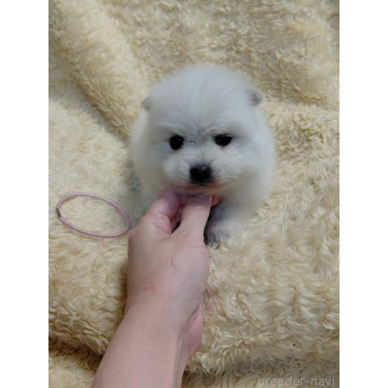 成約済の千葉県の日本スピッツ-445193の5枚目