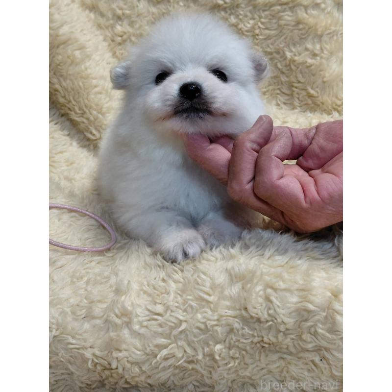 成約済の千葉県の日本スピッツ-445193の4枚目