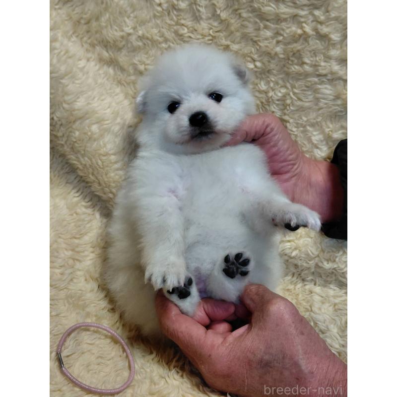 成約済の千葉県の日本スピッツ-445193の3枚目