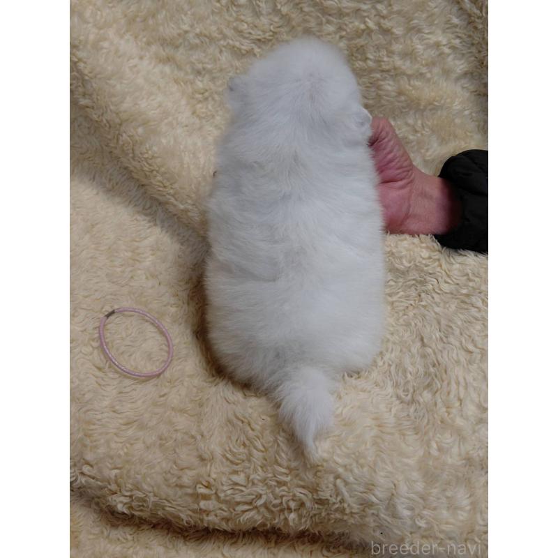 成約済の千葉県の日本スピッツ-445193の2枚目