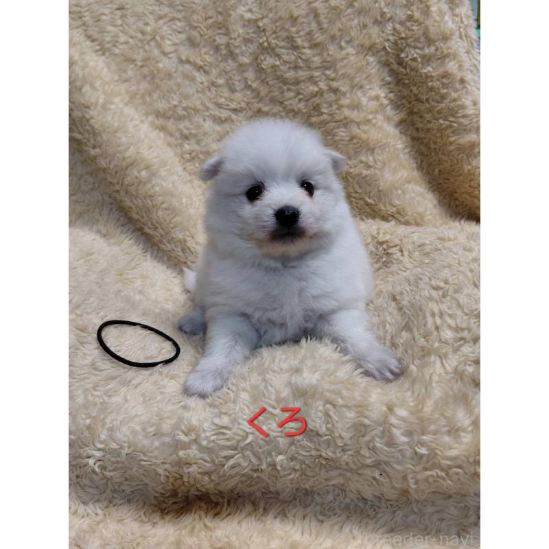 成約済の千葉県の日本スピッツ-445187の6枚目