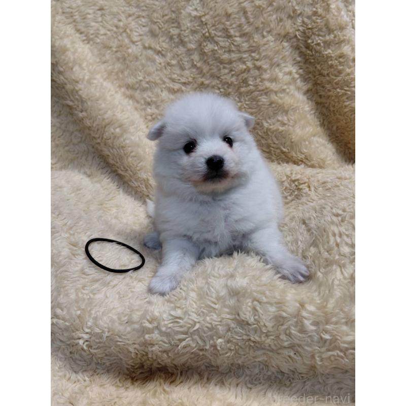 成約済の千葉県の日本スピッツ-445187の5枚目