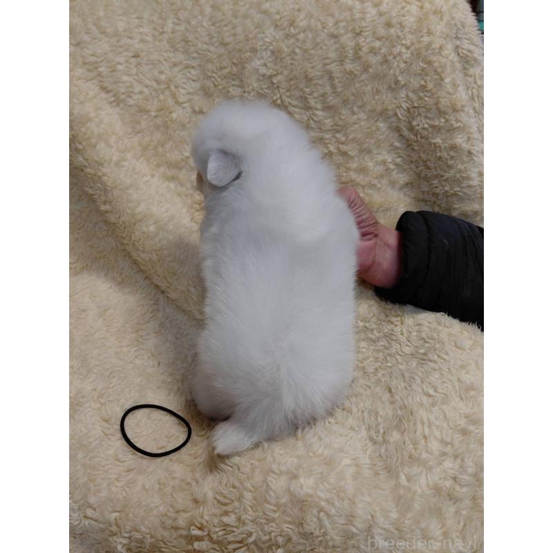 成約済の千葉県の日本スピッツ-445187の4枚目