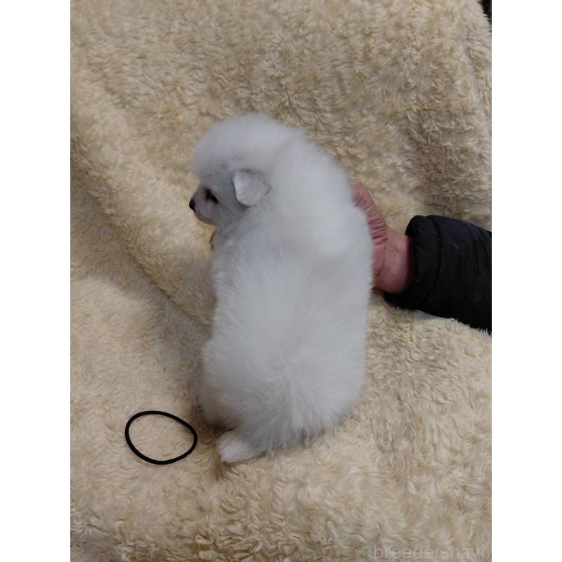 成約済の千葉県の日本スピッツ-445187の3枚目