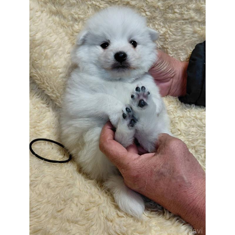 成約済の千葉県の日本スピッツ-445187の2枚目