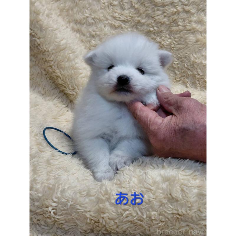 成約済の千葉県の日本スピッツ-445202の11枚目