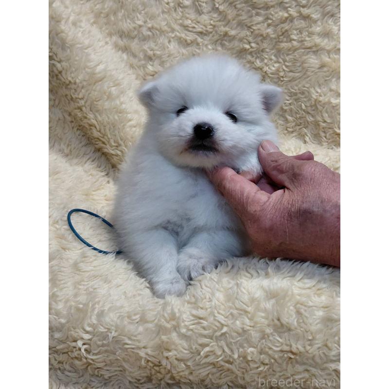 成約済の千葉県の日本スピッツ-445202の10枚目