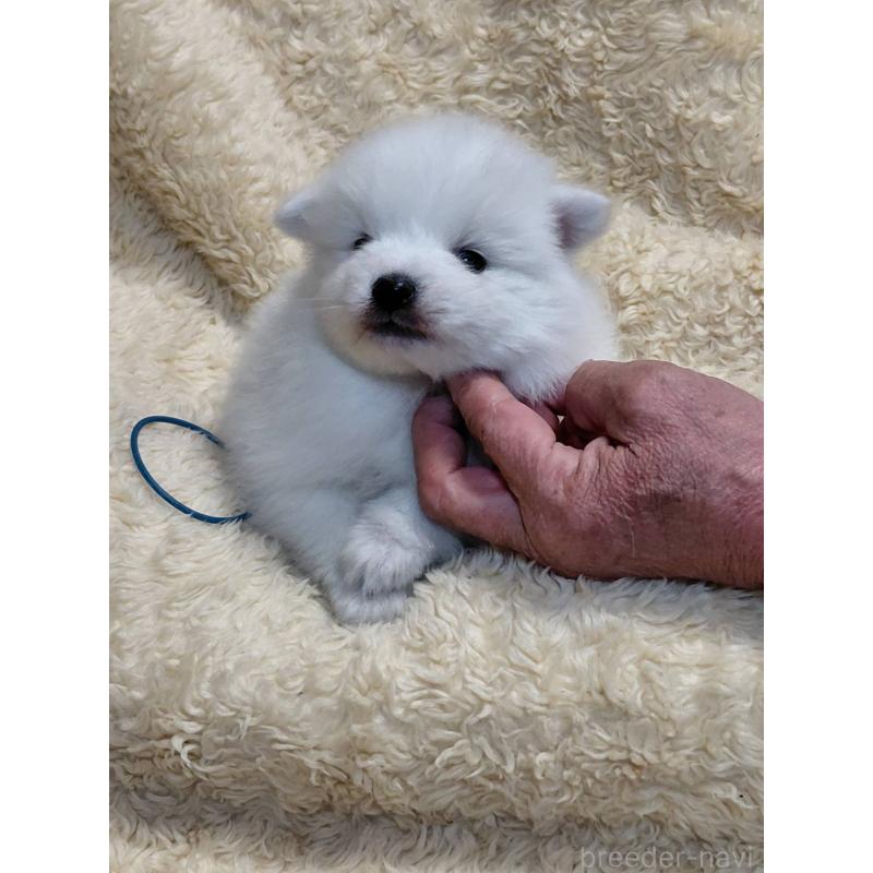 成約済の千葉県の日本スピッツ-445202の9枚目