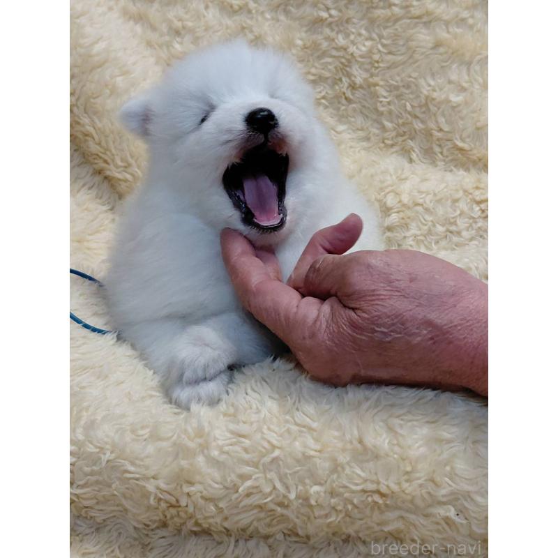 成約済の千葉県の日本スピッツ-445202の8枚目