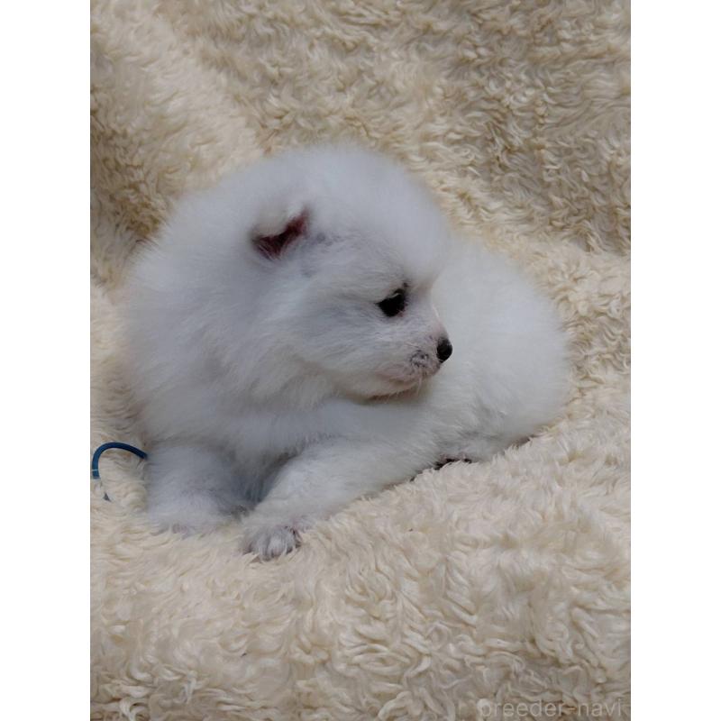 成約済の千葉県の日本スピッツ-445202の7枚目