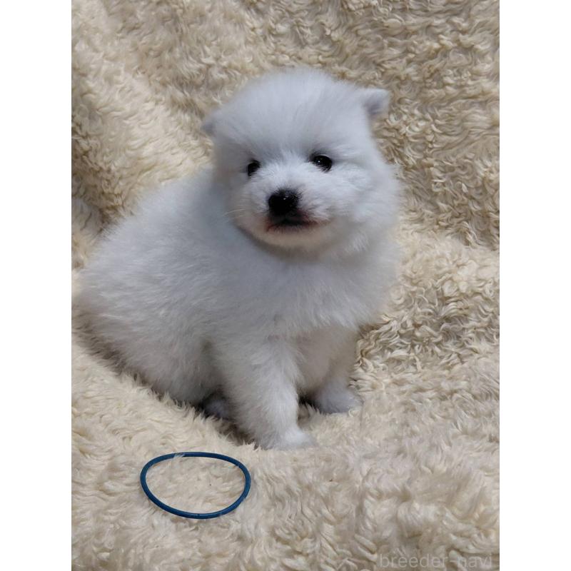 成約済の千葉県の日本スピッツ-445202の6枚目