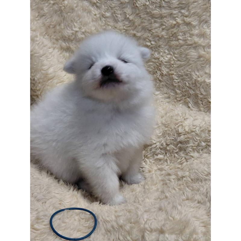 成約済の千葉県の日本スピッツ-445202の5枚目