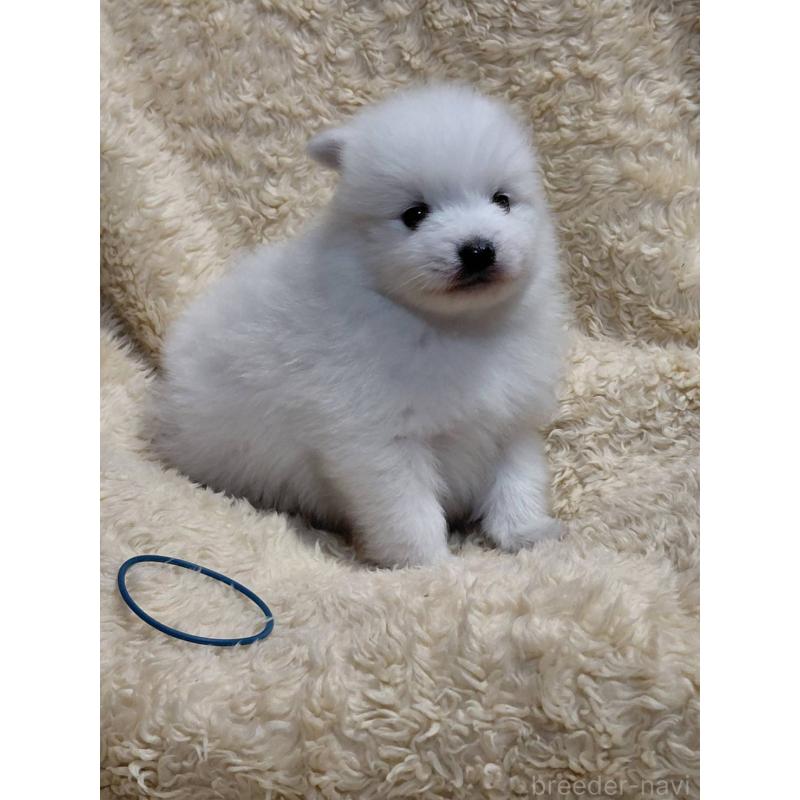 成約済の千葉県の日本スピッツ-445202の4枚目