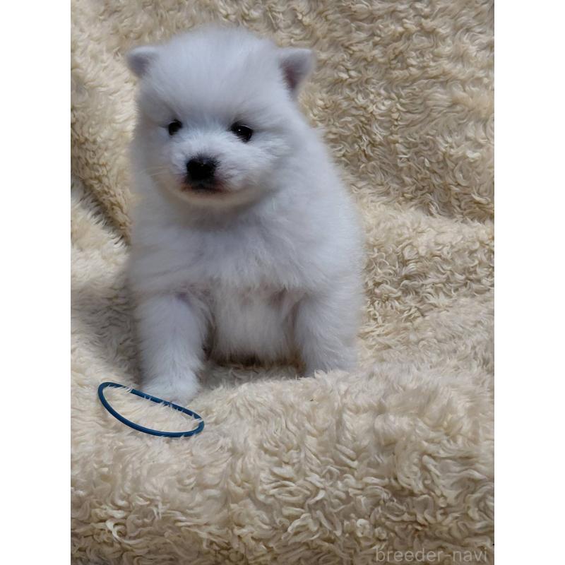 成約済の千葉県の日本スピッツ-445202の3枚目