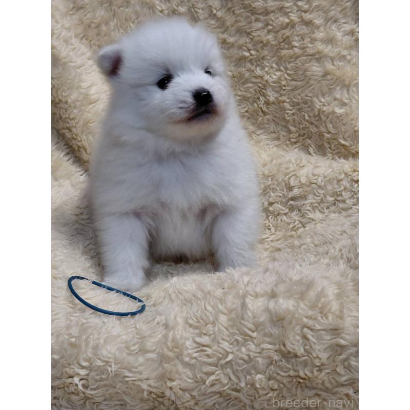 成約済の千葉県の日本スピッツ-445202の2枚目