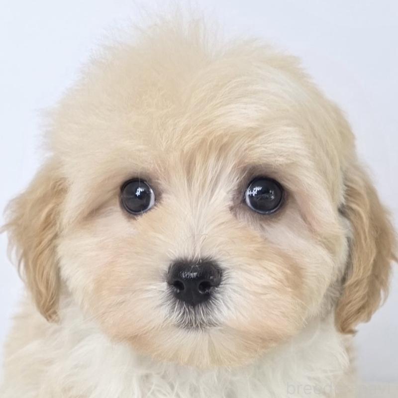 販売中の茨城県のマルプー:マルチーズ×トイプードル-444084の5枚目