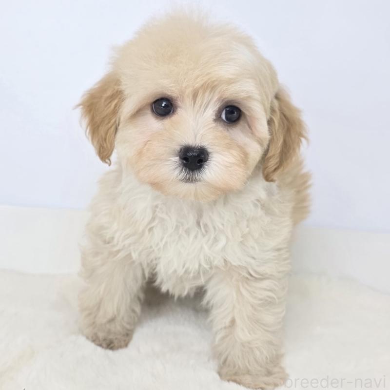 販売中の茨城県のマルプー:マルチーズ×トイプードル-444084の3枚目