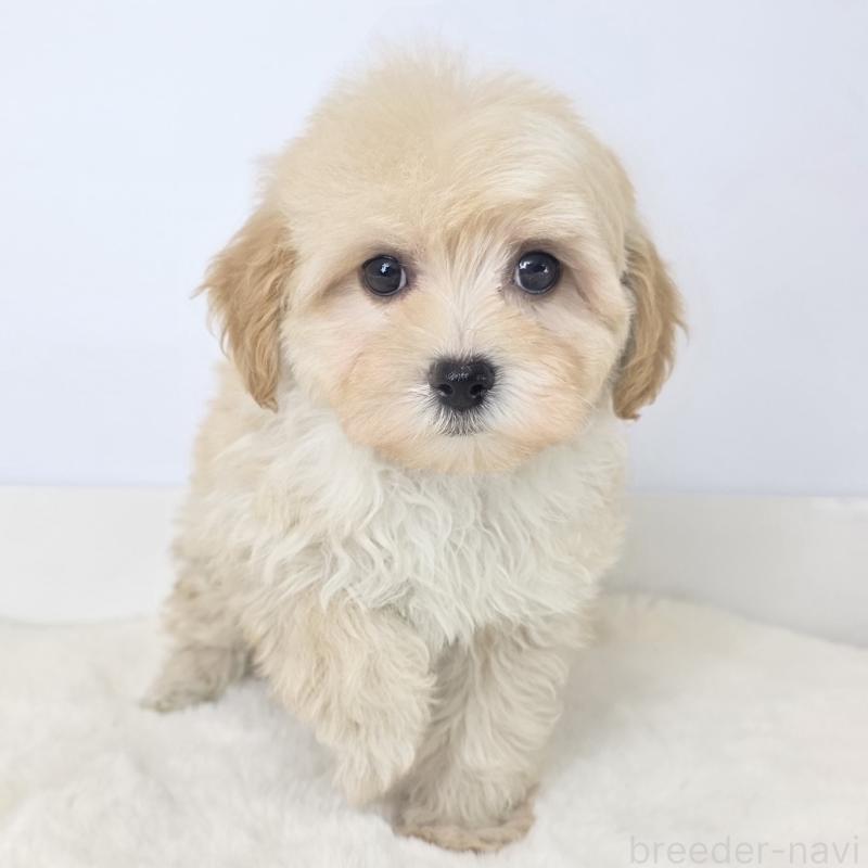 販売中の茨城県のマルプー:マルチーズ×トイプードル-444084の2枚目