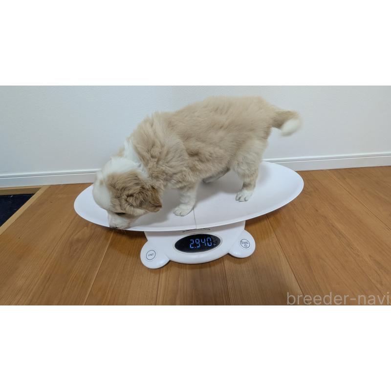 成約済の岐阜県のボーダーコリー-443791の12枚目