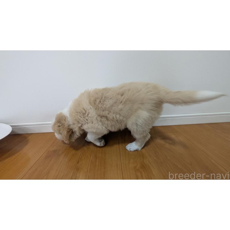 成約済の岐阜県のボーダーコリー-443791の10枚目