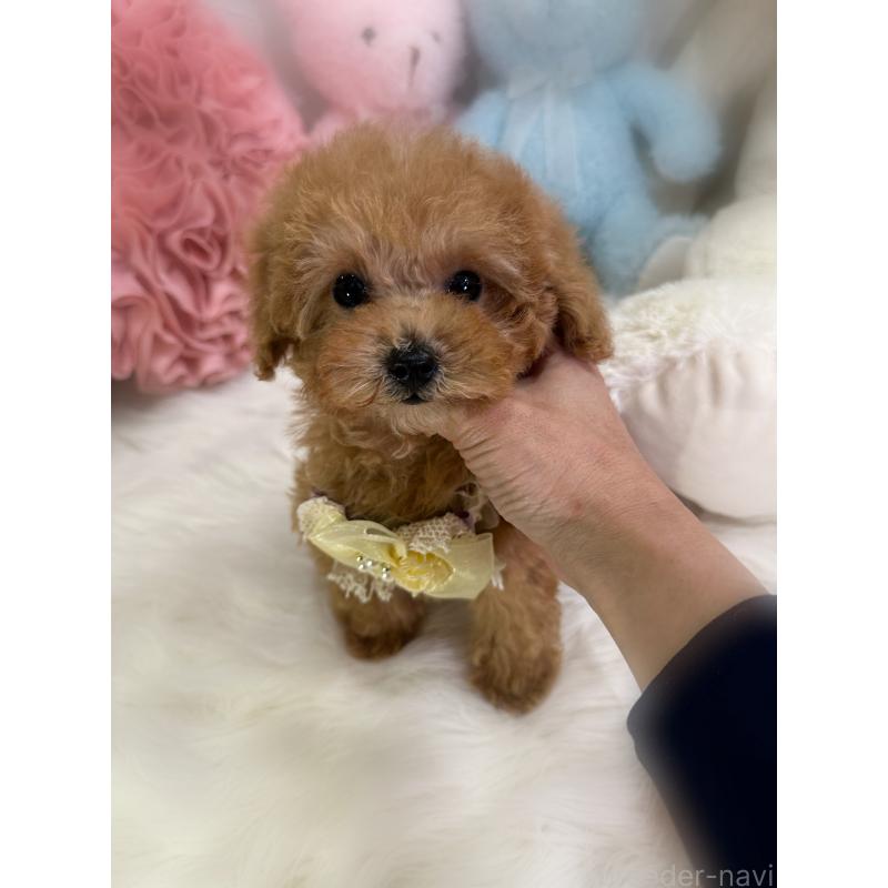 販売中の香川県のタイニープードル-433644の7枚目
