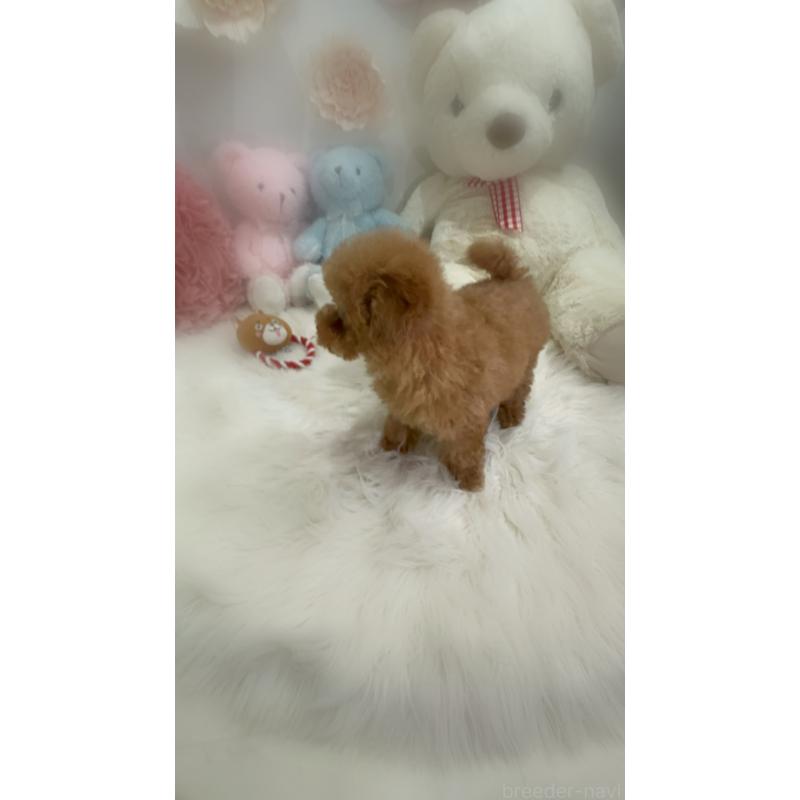 販売中の香川県のタイニープードル-433644の6枚目