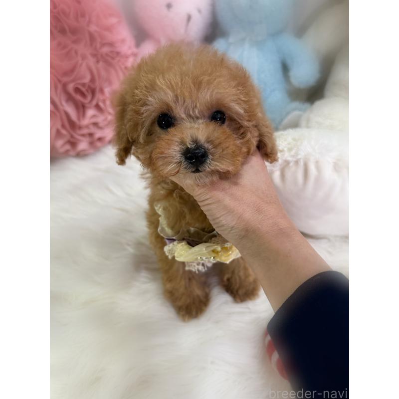 販売中の香川県のタイニープードル-433644の4枚目