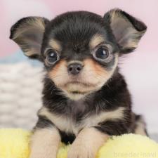 ♀︎チワワ(ロングコート)