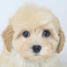 オンライン見学