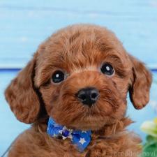 オンライン見学